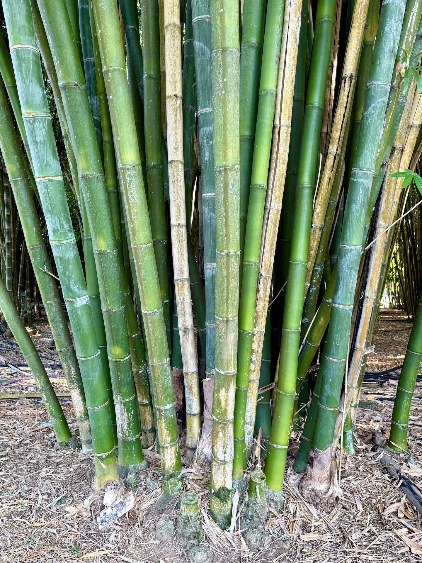 Latiflorus bamboo species