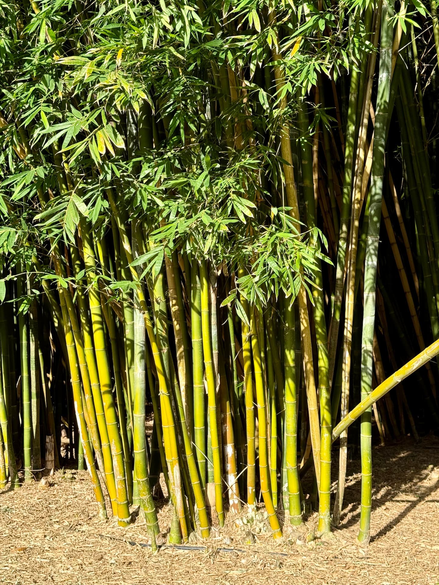 Oldhamii bamboo species