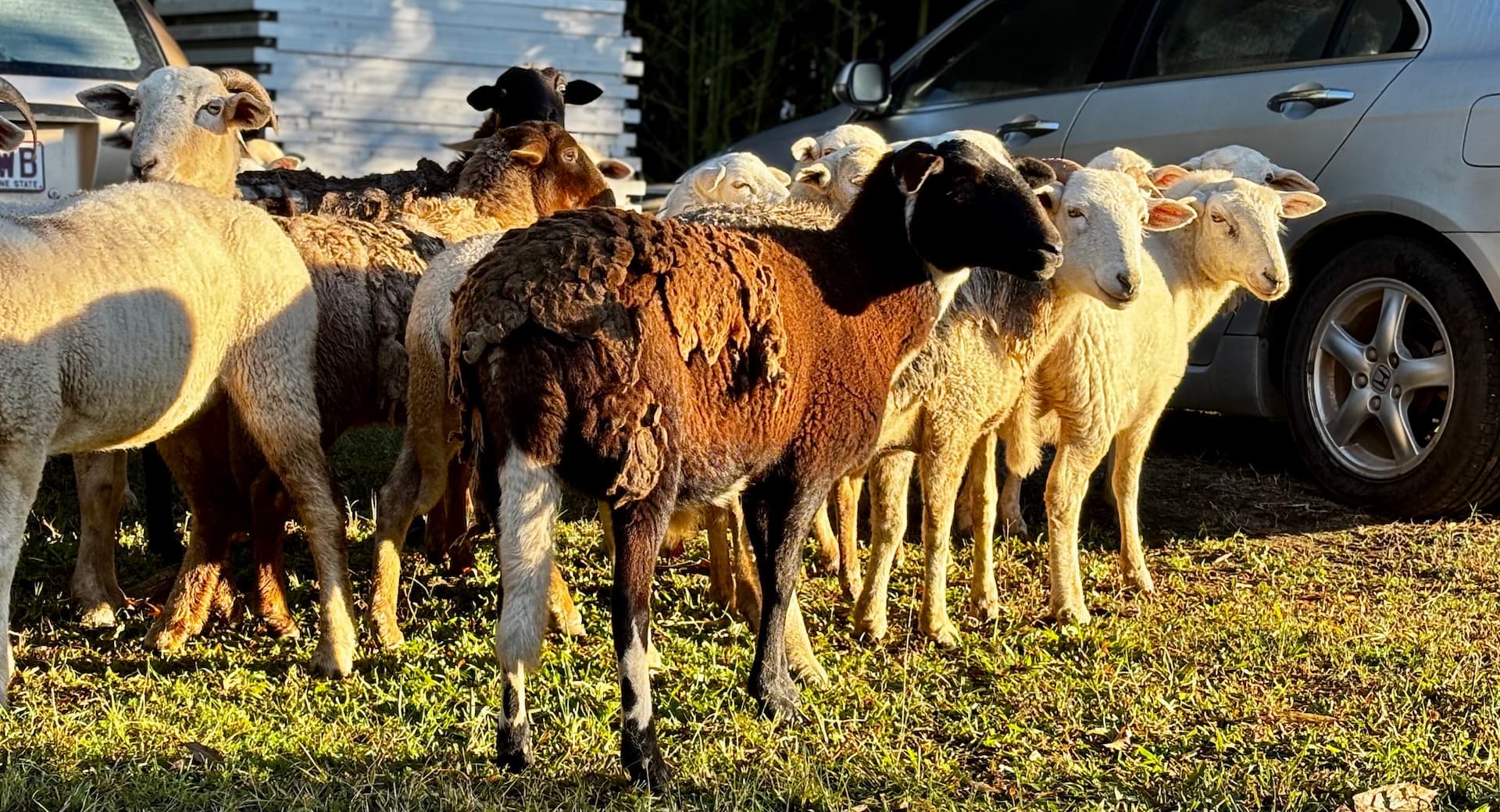 Damara Type mixed sheep breed type