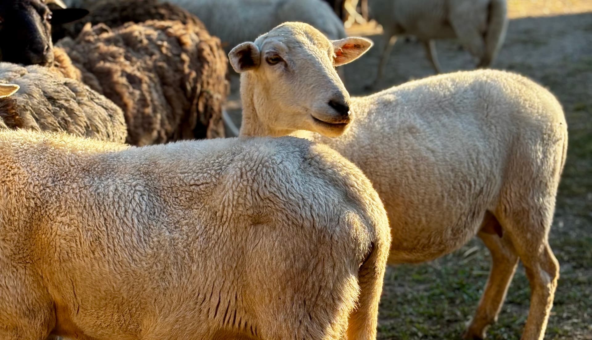 Dorper Type mixed sheep breed type
