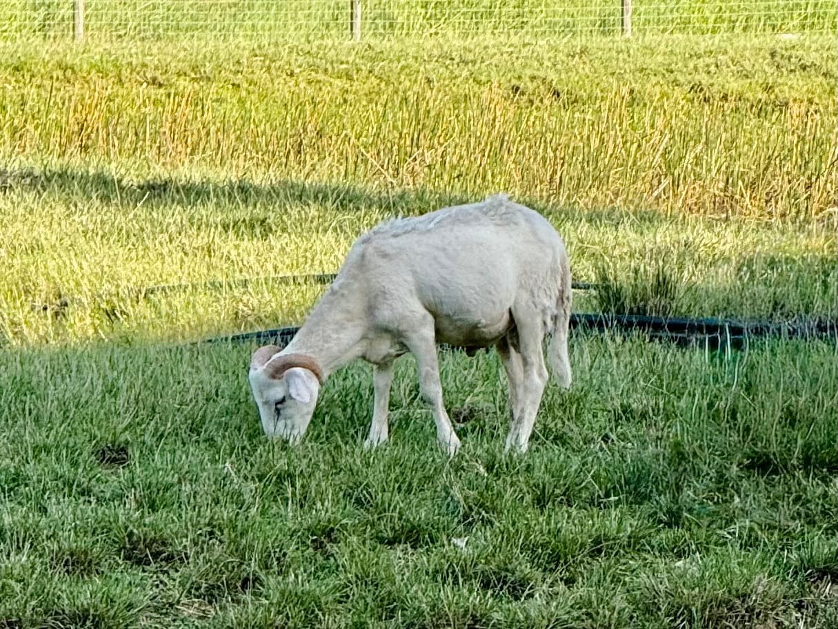 Ewe