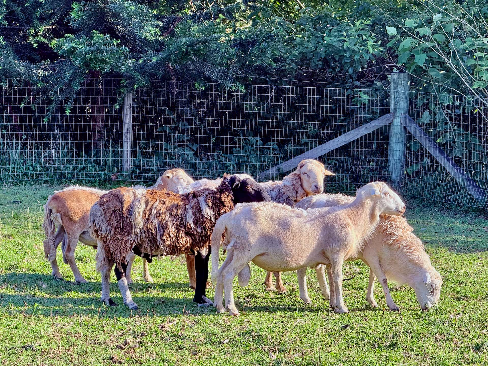 Ram