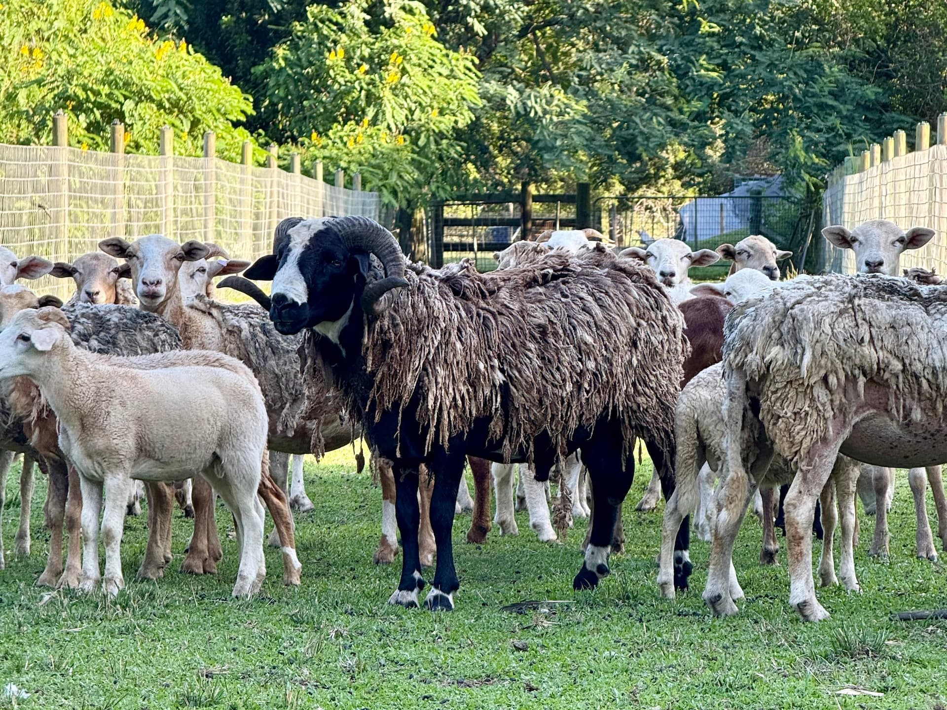 Breeder Package