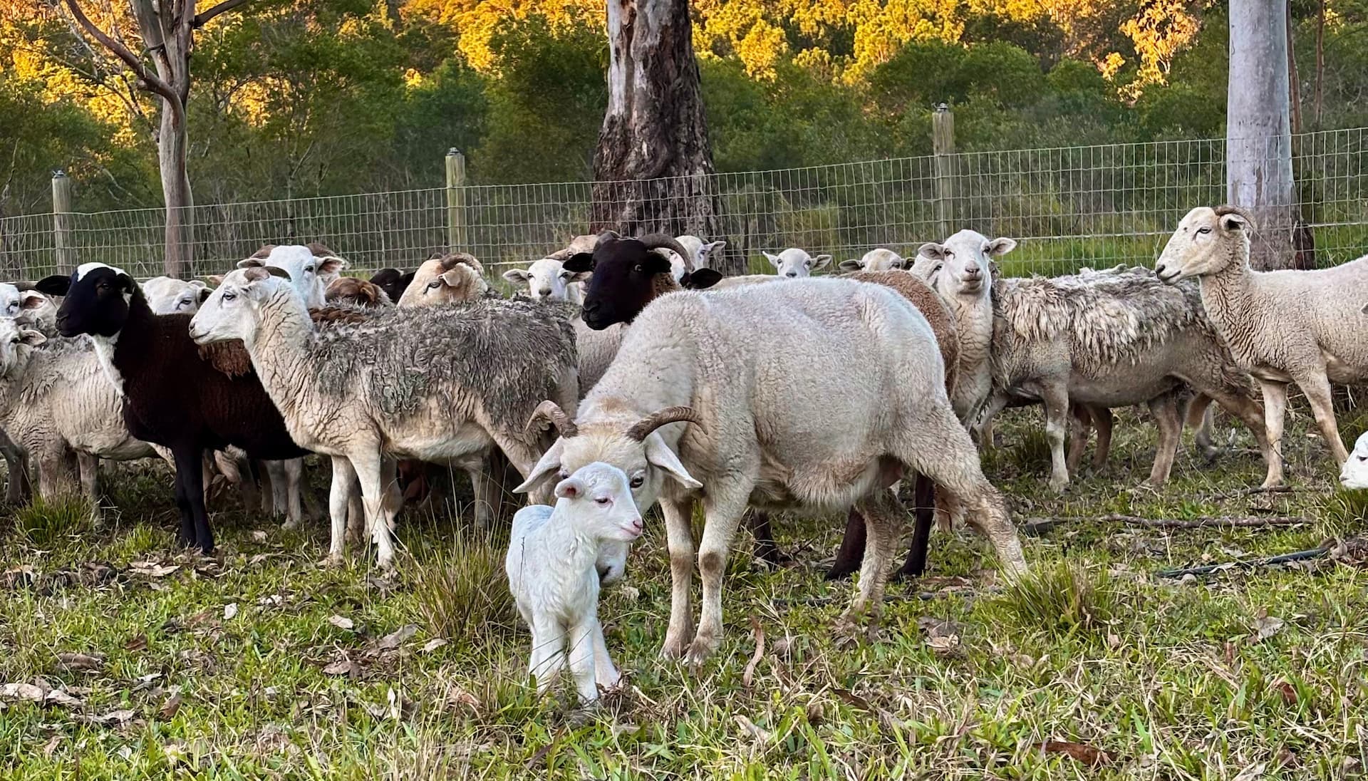 Wiltshire Horn Type mixed sheep breed type