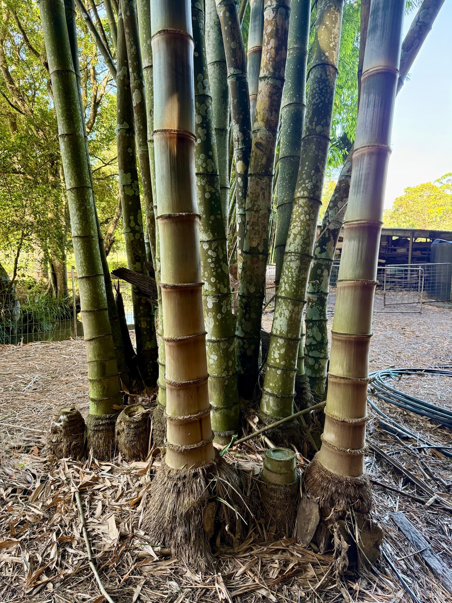 Asper bamboo clump showing impressive culm size