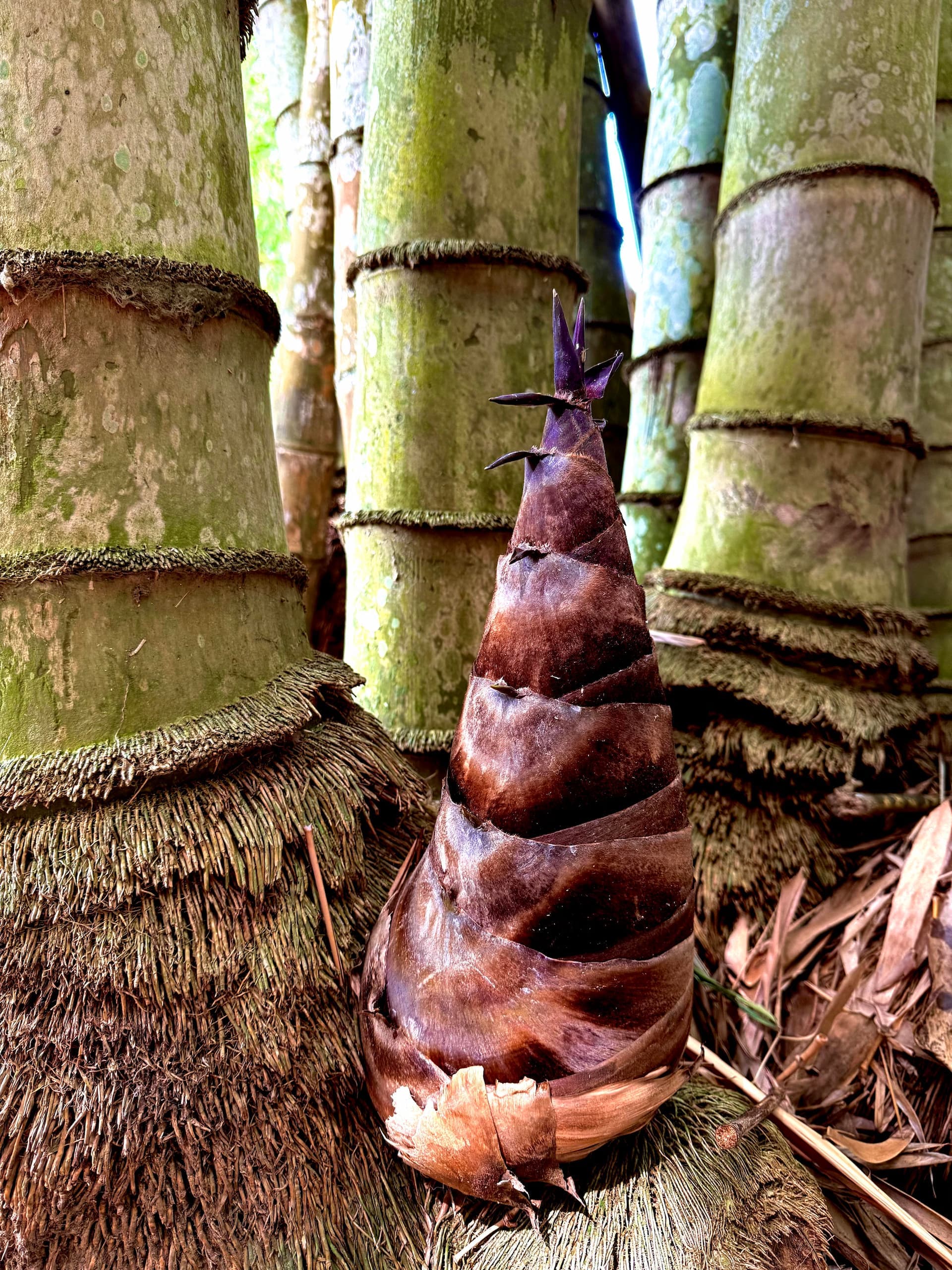 Fresh Asper bamboo shoot ready for harvest