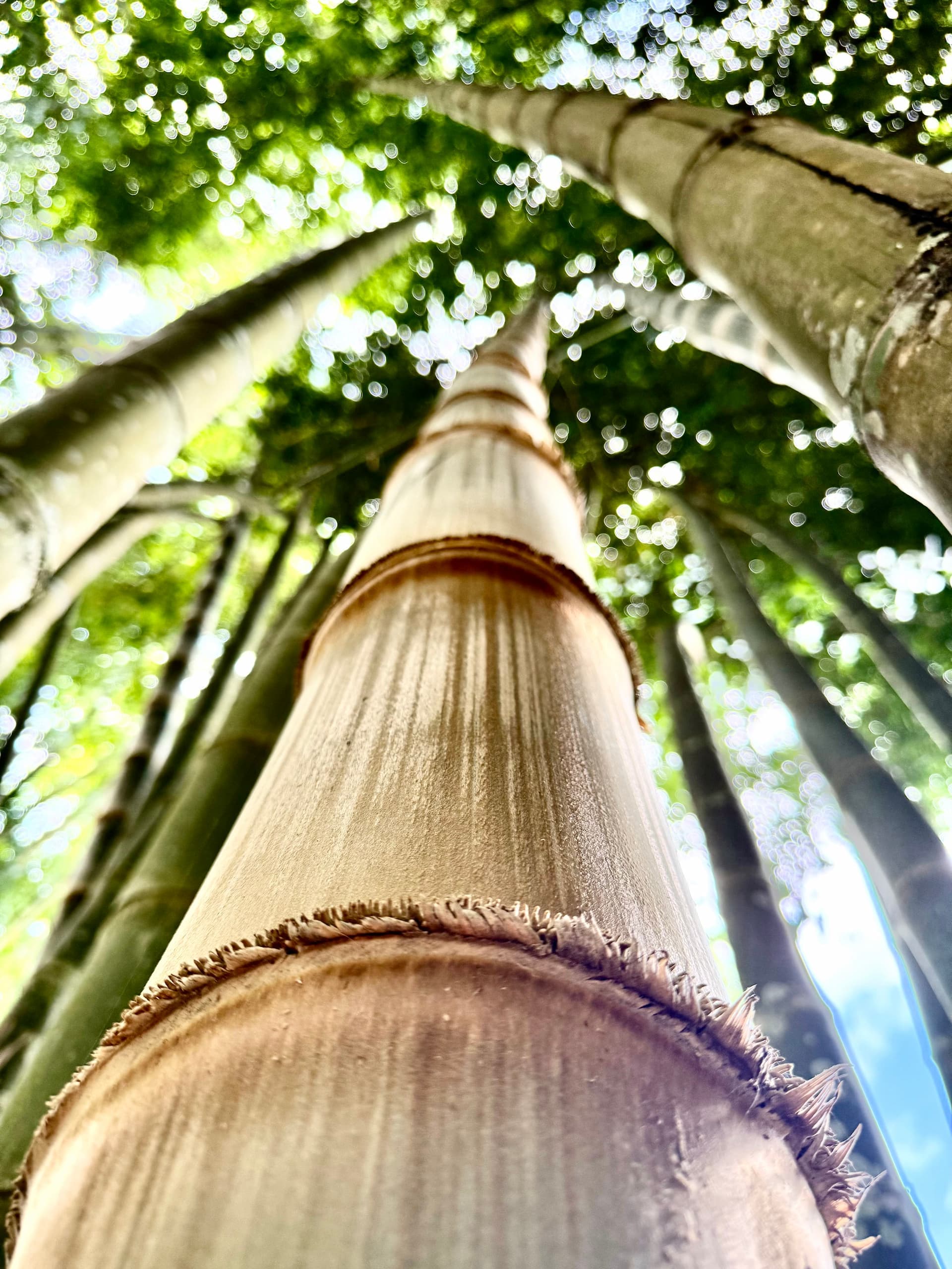 Bamboo canopy against blue sky