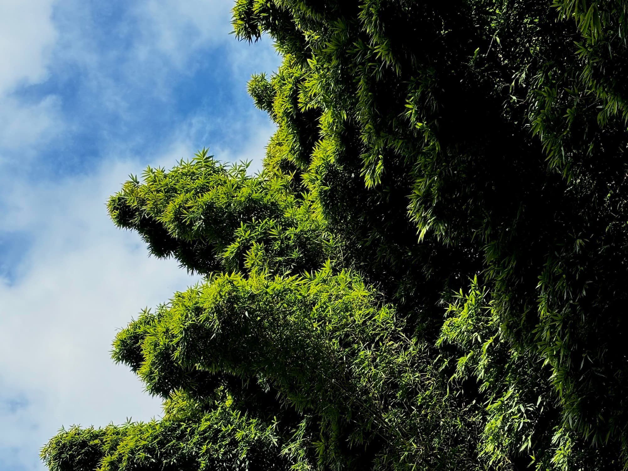 Bamboo canopy against blue sky