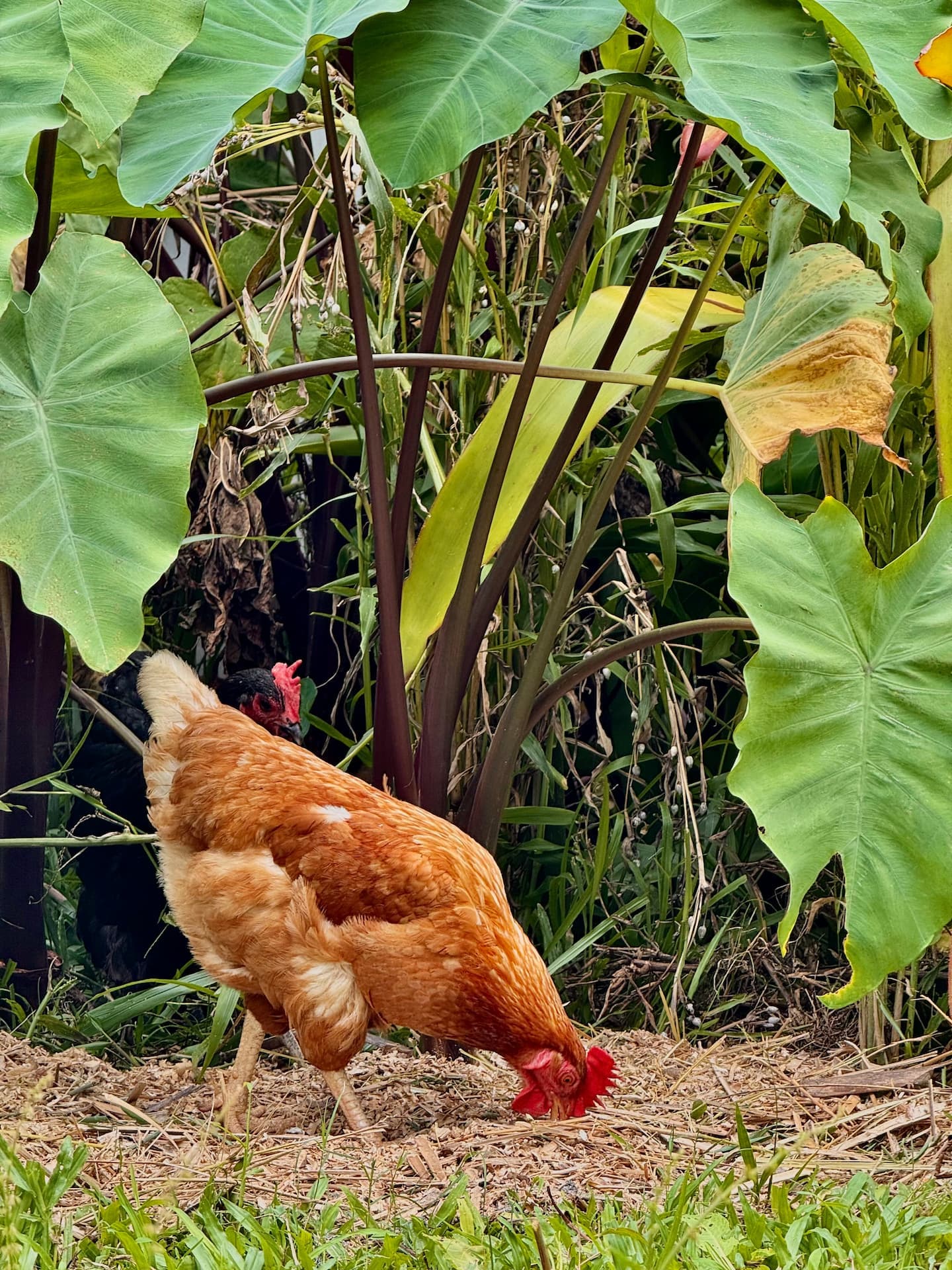 Bamboo mulch applied in garden with free-range chickens