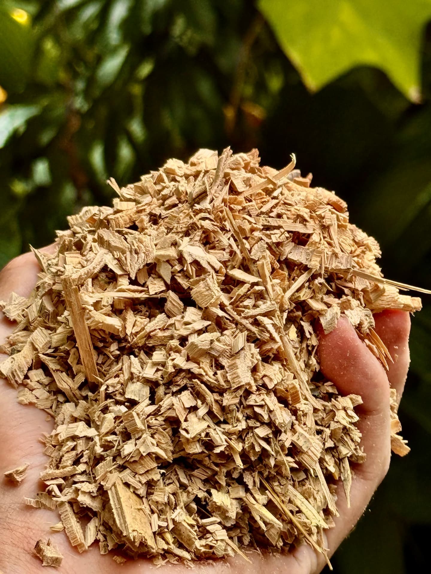 Handful of bamboo mulch showing texture and size