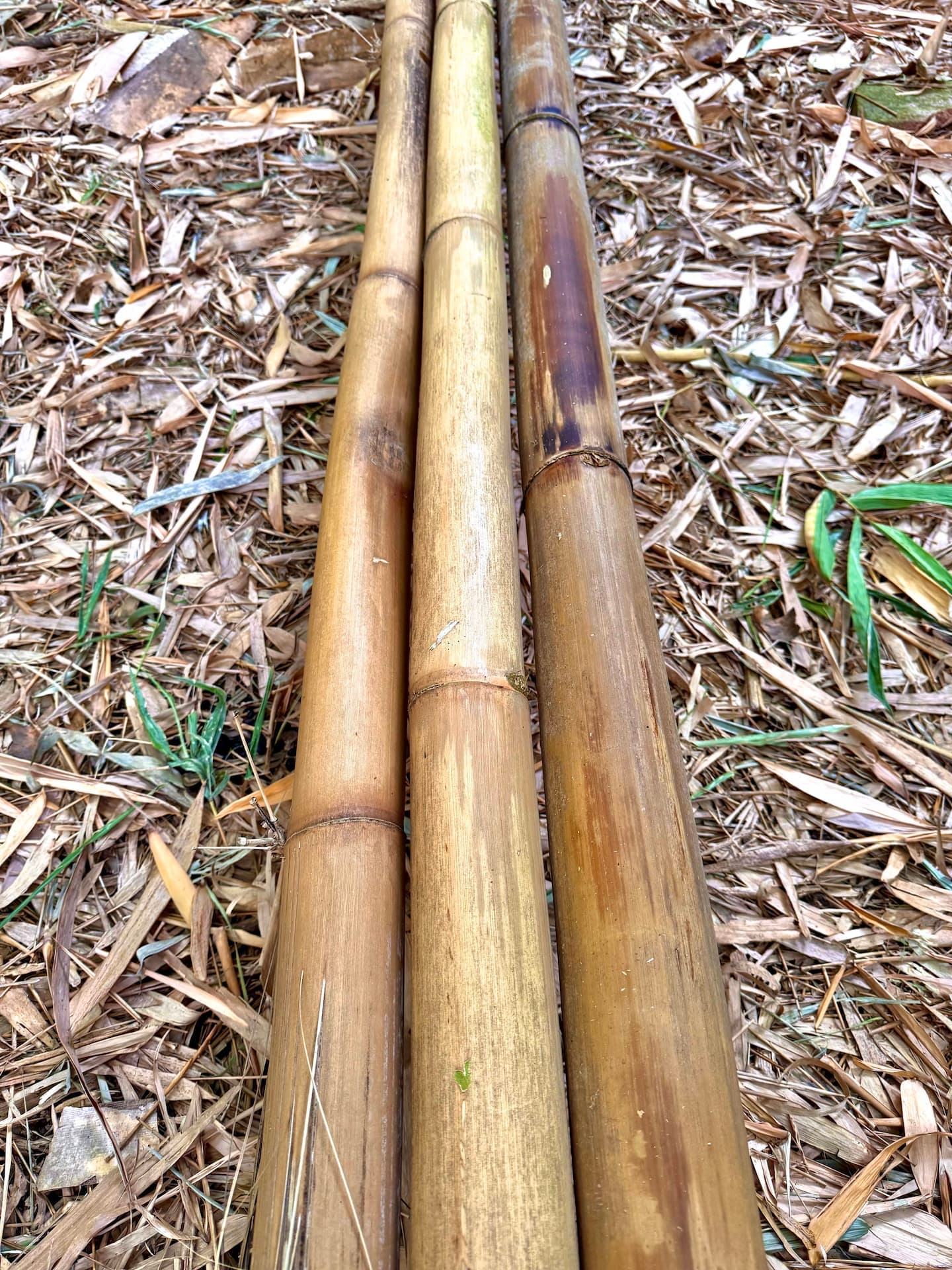 Dried bamboo poles showing natural color variations