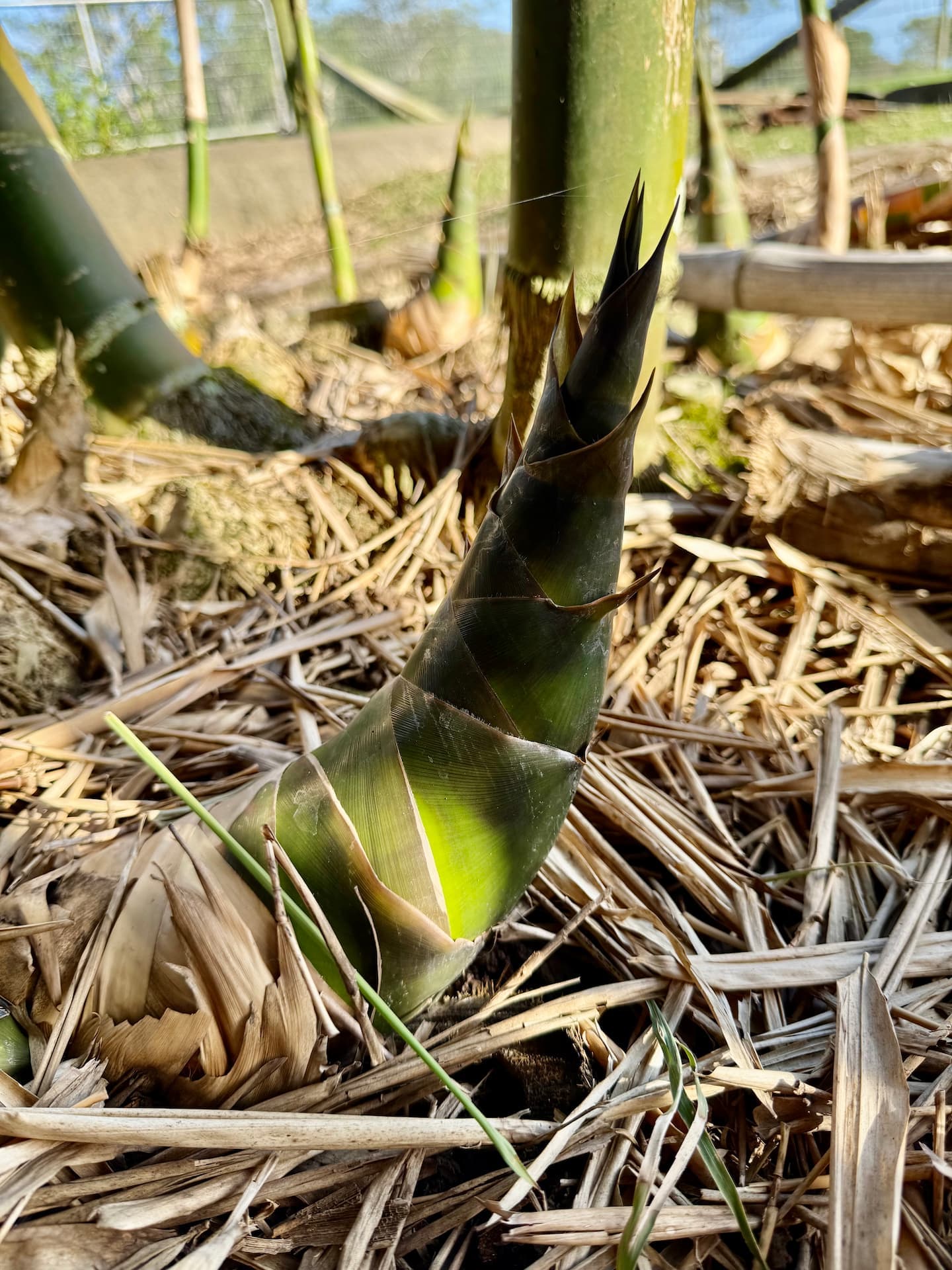 Fresh bamboo shoot emerging from the ground