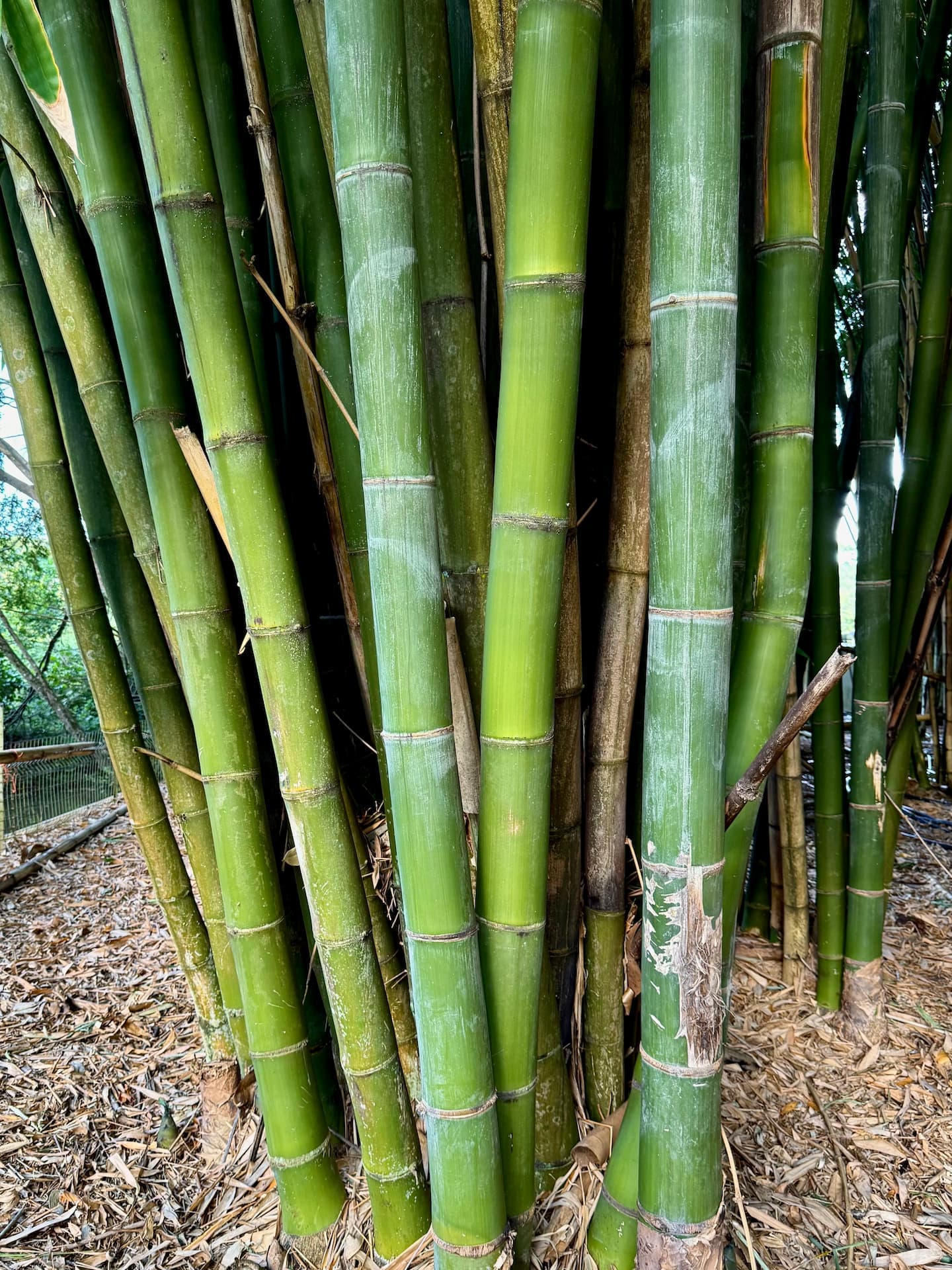 Latiflorus bamboo showing thick, sturdy poles