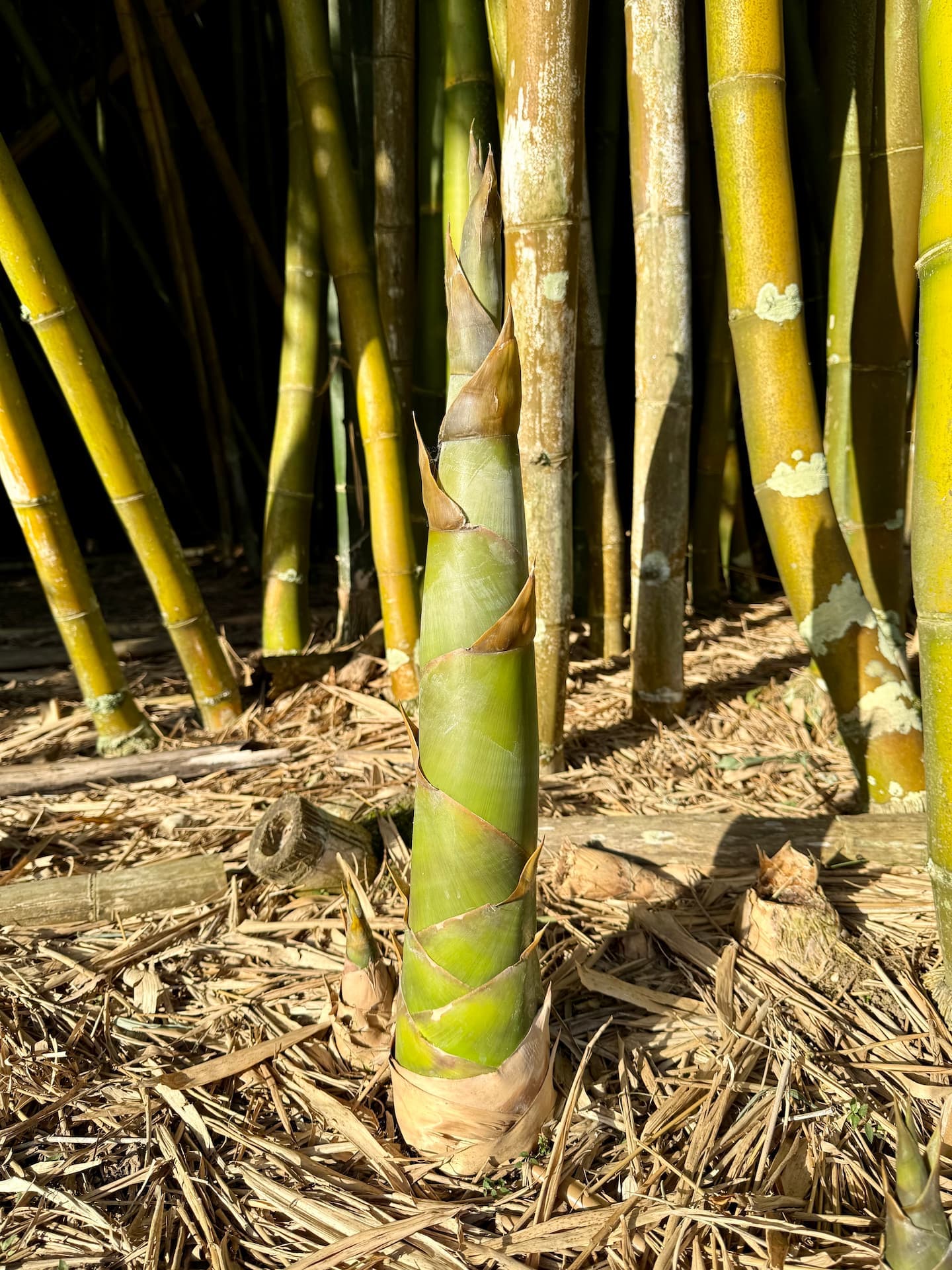 Oldhamii bamboo shoot showing distinctive size and shape