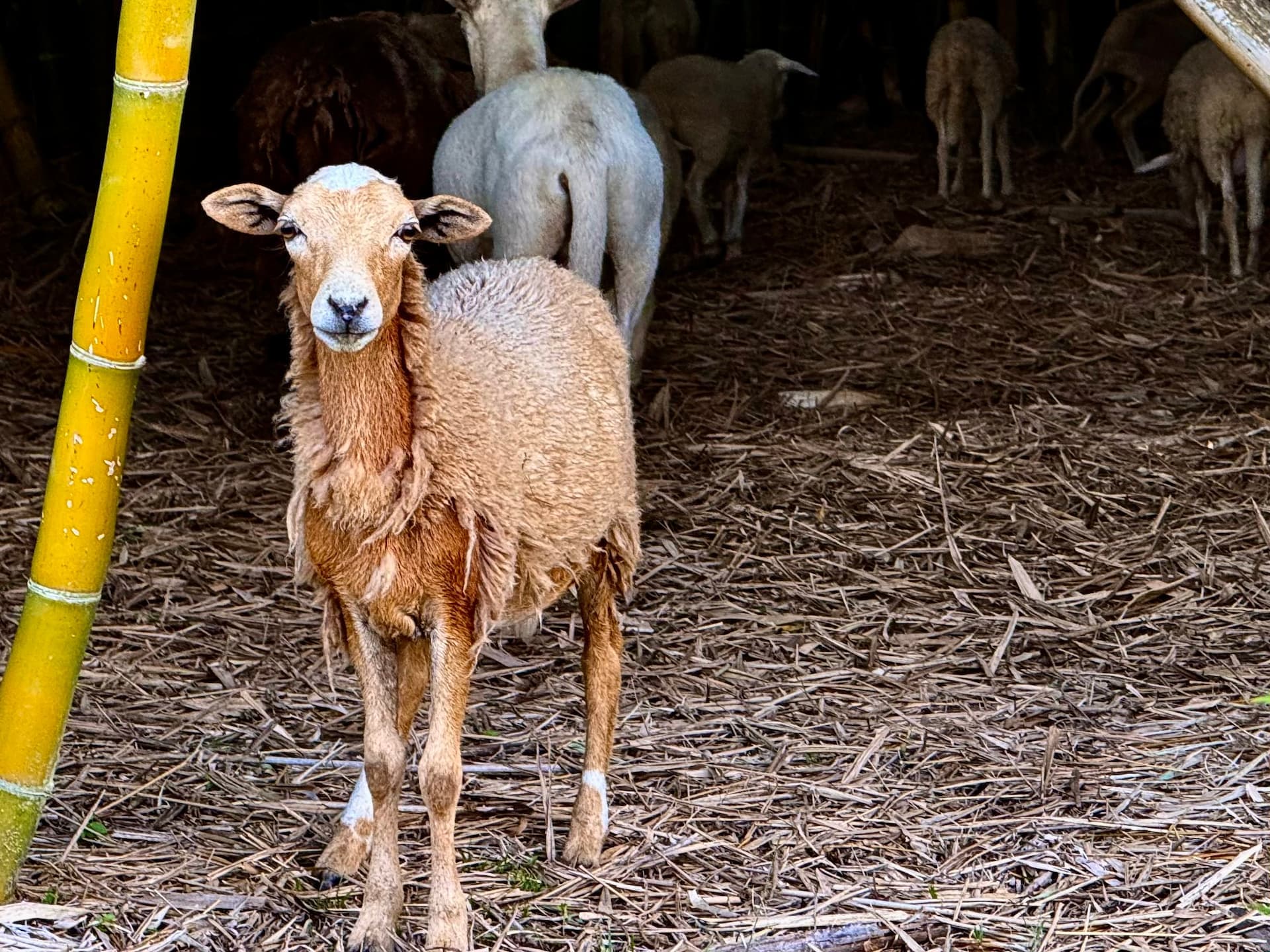 Sheep grazing in green pastures